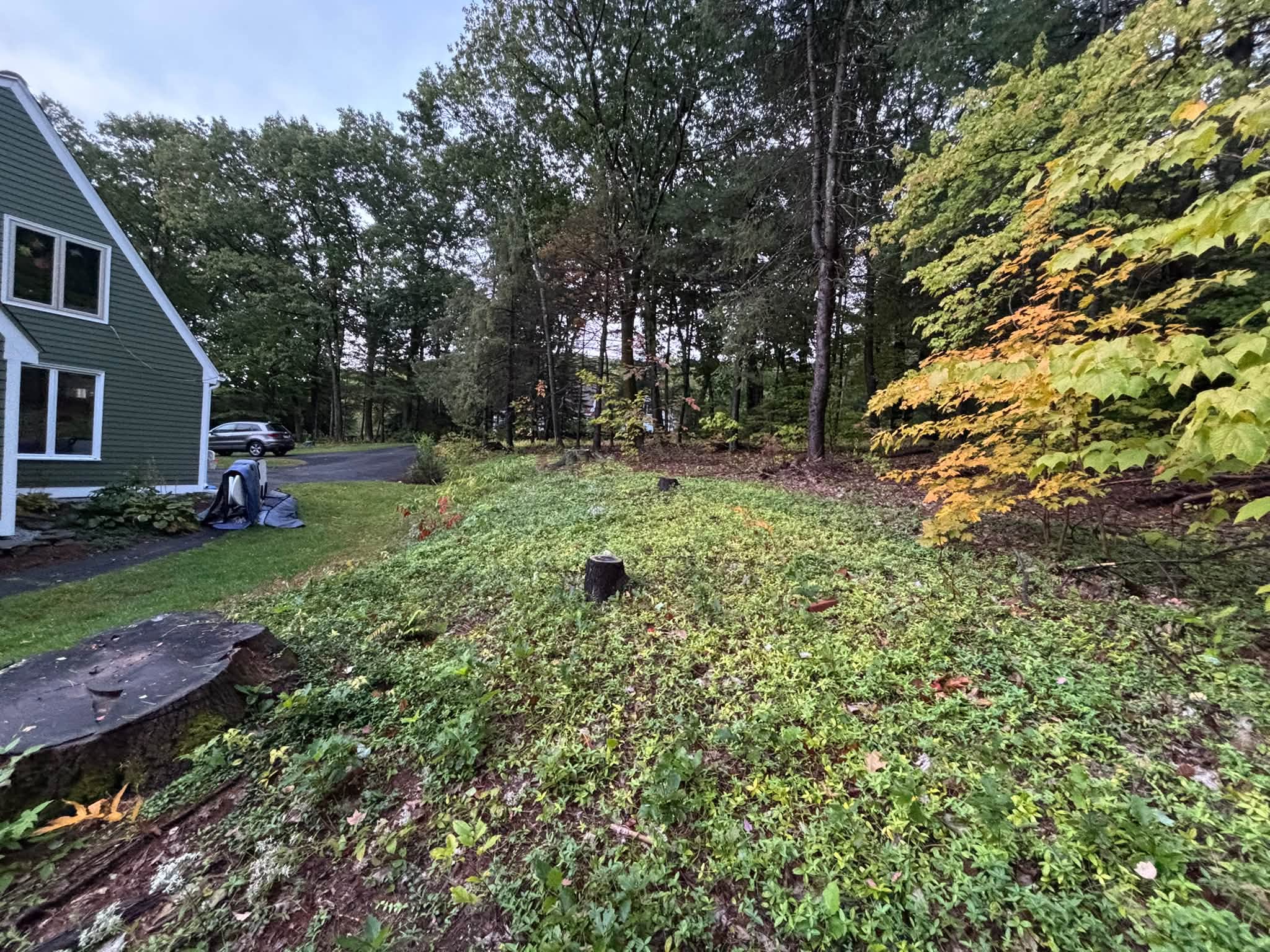 Overgrown vegetation before clearing — Princeton, MA